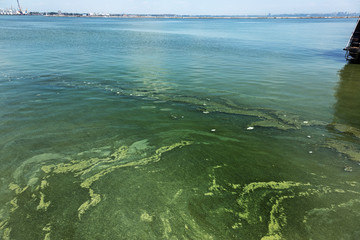 Dirty wave with old dirty algae. Dirty seaweed sea surf lines in seaport. Dirty sea, environmental...