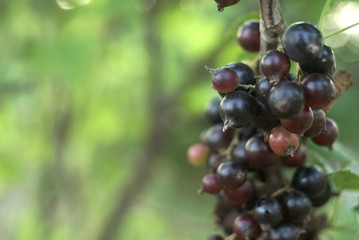 Ripe Black Currant On The Branch With Green Leaves In The Garden