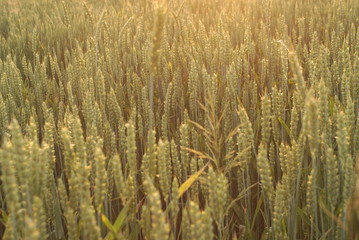 Green Wheat Ears On A Beautiful Field With Evening Sunset Sky    