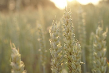 Green Wheat Ears On A Beautiful Field With Evening Sunset Sky    