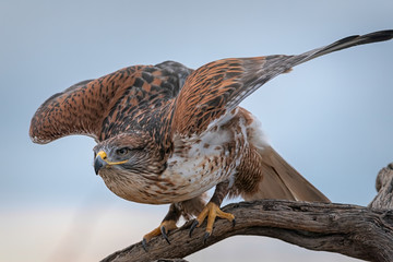 Ferruginous Hawk Unfurling Wings In Southern Arizona