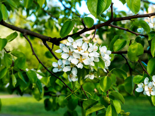 Beautiful apple tree in bloom. Close up of apple blossom. City park on a spring day. Selected focus macro flower photography. Shallow depth of field. Blurred floral background.