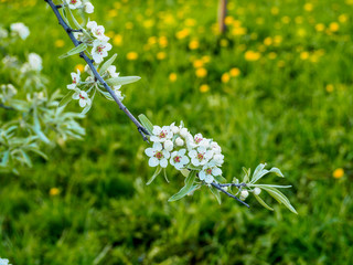 Beautiful apple tree in bloom. Close up of apple blossom. City park on a spring day. Selected focus macro flower photography. Shallow depth of field. Blurred floral background.
