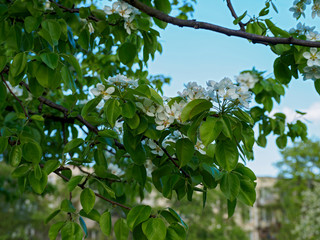 Beautiful apple tree in bloom. Close up of apple blossom. City park on a spring day. Selected focus macro flower photography. Shallow depth of field. Blurred floral background.