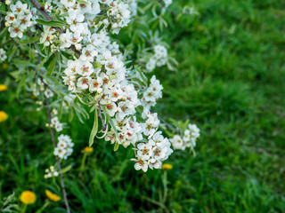 Beautiful apple tree in bloom. Close up of apple blossom. City park on a spring day. Selected focus macro flower photography. Shallow depth of field. Blurred floral background.