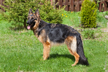 The dog breed German Shepherd stands in the yard on the green grass