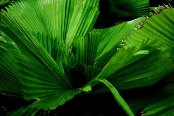 Green Patterned Palm Leaf