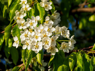 Beautiful apple tree in bloom. Close up of apple blossom. City park on a spring day. Selected focus macro flower photography. Shallow depth of field. Blurred floral background.