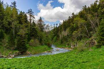 Mountain pine-forest and mountain river in the Caucasus