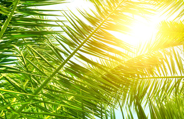 Palm leaves and sun on blue sky.