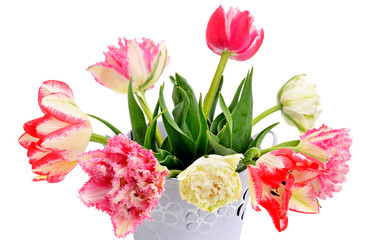 Tulips in decorative bucket isolated on white background.