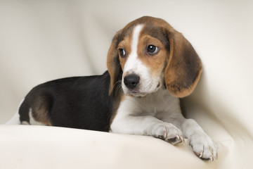 Beagle dog sitting looking at something to the left isolated  on white bakcground