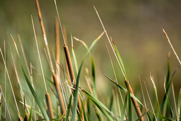 Typha latifolia