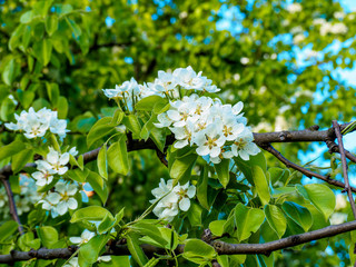 Beautiful apple tree in bloom. Close up of apple blossom. City park on a spring day. Selected focus macro flower photography. Shallow depth of field. Blurred floral background.