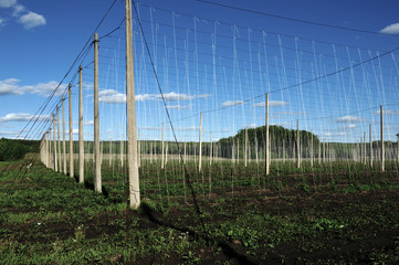 Hop plant growing on a Hop farm. Fresh and Ripe Hops in spring. Beer production ingredient. Brewing concept. Fresh Hop over blurred nature green background with sun beams