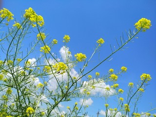 yellow flowers against the sky background
