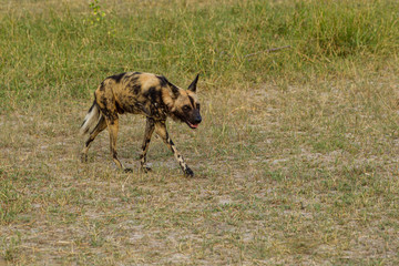 African wild dog, Lycaon pictus, walking in the water. Hunting painted dog with big ears, beautiful wild animal in habitat. Wildlife nature, Moremi, Okavanago delta, Botswana, Africa