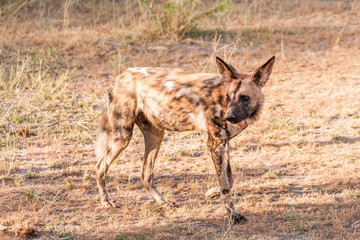 African wild dog, Lycaon pictus, walking in the water. Hunting painted dog with big ears, beautiful wild animal in habitat. Wildlife nature, Moremi, Okavanago delta, Botswana, Africa