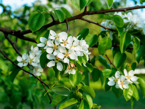 Beautiful apple tree in bloom. Close up of apple blossom. City park on a spring day. Selected focus macro flower photography. Shallow depth of field. Blurred floral background.