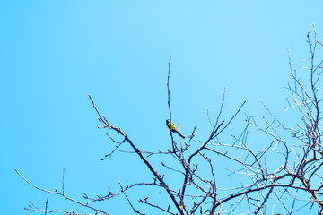 Bird sits on a branch a tree against the background of the blue sky