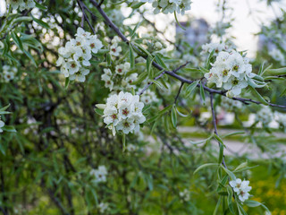 Beautiful apple tree in bloom. Close up of apple blossom. City park on a spring day. Selected focus macro flower photography. Shallow depth of field. Blurred floral background.