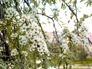 Beautiful apple tree in bloom. Close up of apple blossom. City park on a spring day. Selected focus macro flower photography. Shallow depth of field. Blurred floral background.