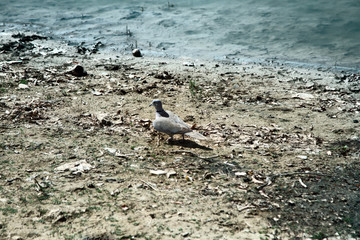 Small turtledove on mud Bank. Rajasthan
