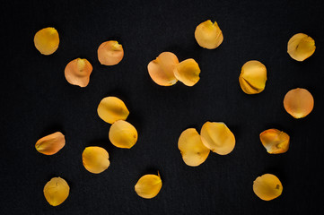 Petals of a dwarf Chinese rose of orange and yellow color, close up on a dark stone background