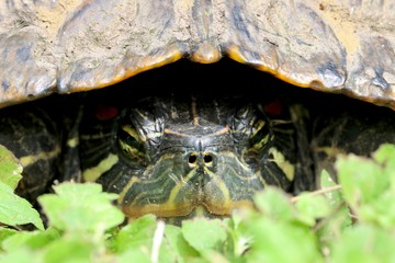 Macro shot of the face of a turtle hiding in his shell