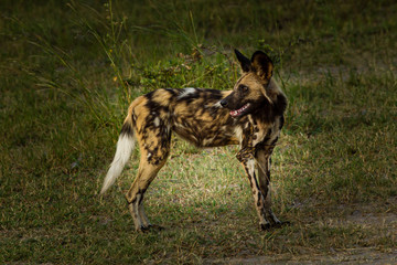 African wild dog, Lycaon pictus, walking in the water. Hunting painted dog with big ears, beautiful wild animal in habitat. Wildlife nature, Moremi, Okavanago delta, Botswana, Africa