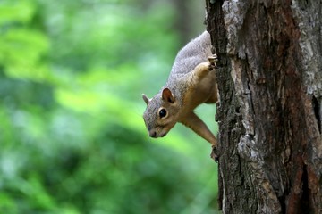 Squirrel in a tree looking at the camera