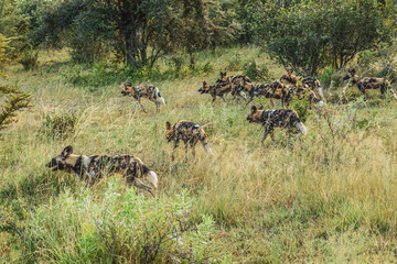 African wild dog, Lycaon pictus, walking in the water. Hunting painted dog with big ears, beautiful wild animal in habitat. Wildlife nature, Moremi, Okavanago delta, Botswana, Africa