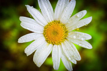 Obraz premium closeup of a daisy
