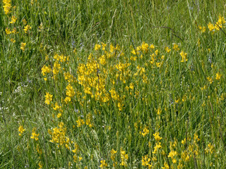 Tapis de fleurs jaunes et tiges vertes érigées du genêt ailé (Genista sagittalis) 