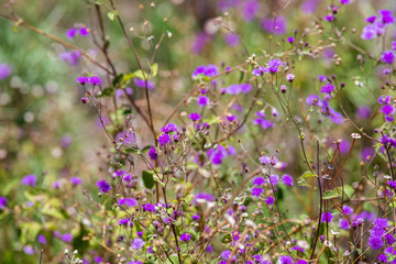 purple flowers in the garden