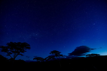 Nightsky with starts and trees