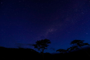 Nightsky with starts and tree