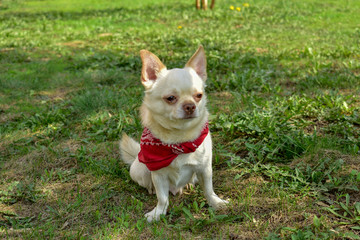 dog on green grass