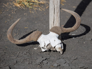 skull on the ground