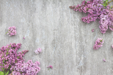 Lilac flowers on dark grey background, flat lay, top view