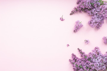 Lilac flowers on pink background, flat lay, top view