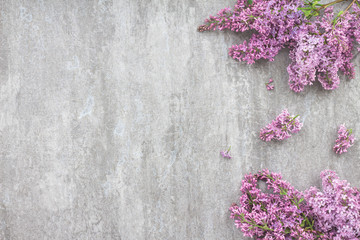 Lilac flowers on dark grey background, flat lay, top view