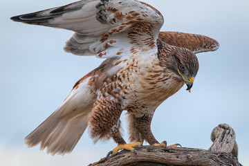 Ferruginous Hawk Mantling Its Prey With Its Wings In Southern Arizona