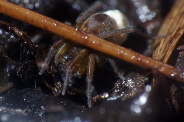 Dark spider-wolf lurking on a dark sheet of wood