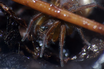 Dark spider-wolf lurking on a dark sheet of wood