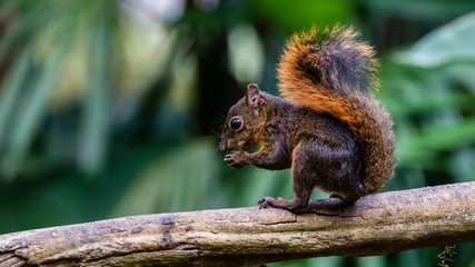 Variegated squirrel Sciurus variegatoides, adult eating squatting on a wooden pole, Costa Rica, January 2019