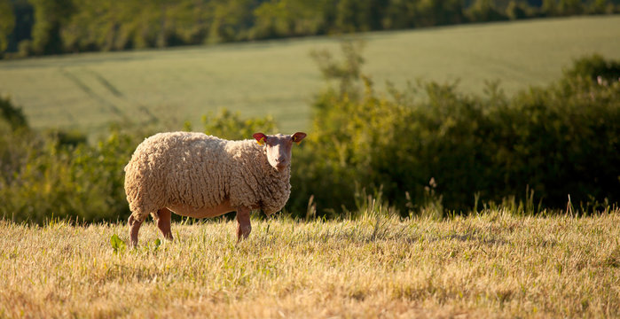 Mouton dans la lumi&egrave;re du soleil