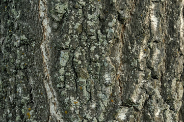 Closeup macro detail of old aged beautiful oak maple tree bark barque. Natural wooden textured abstract tree background unusual pattern shape with cracks, checks, holes and curvy lines