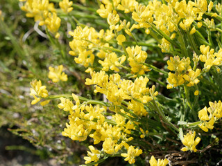 Genista sagittalis - Le genêt ailé ou genistrelle aux fleurs jaunes en grappes sur de petites tiges