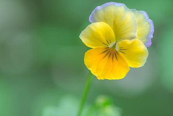 Gelbe Blume mit Textraum